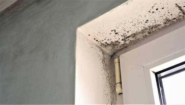 Mold Remediation for Rental Properties in Newark, TX