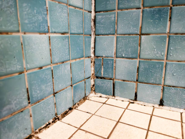 Best Comprehensive Air Testing for Mold Contaminants  in Newark, TX