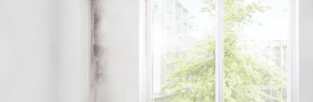 Professional Mold Removal in Newark, TX