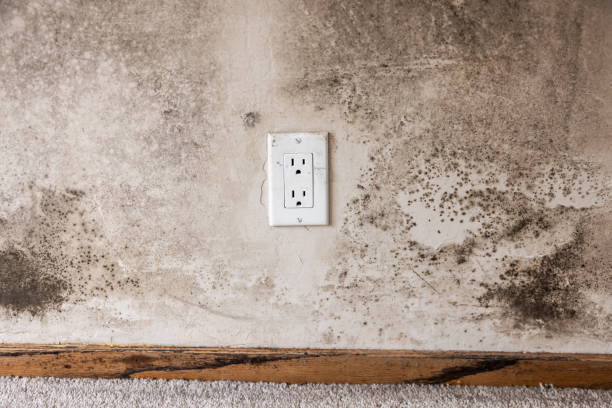 Best Biohazard Mold Removal  in Newark, TX