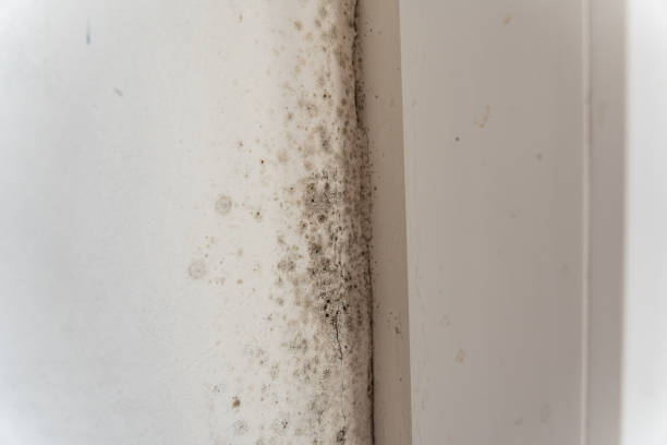 Asbestos and Lead Testing During Mold Inspection in Newark, TX