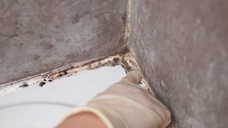 Best Asbestos and Lead Testing During Mold Inspection  in Newark, TX